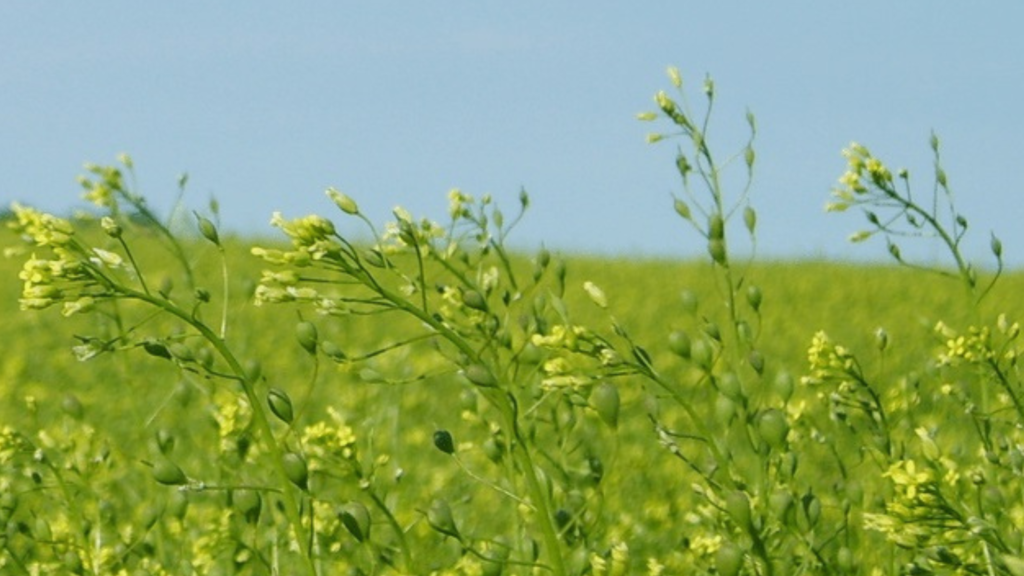 Camelina: El cultivo que crece en su implantación y por qué lo eligen los productores. Cómo es en 9 de Julio