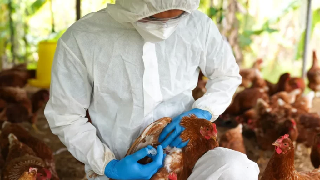 Detectaron gripe aviar en un criadero de Ranchos y se suspenden las exportaciones del sector