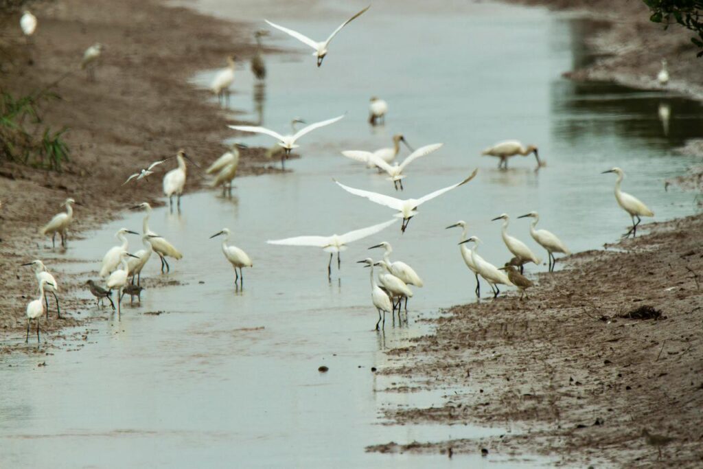 Gripe aviar: detectaron un caso en Madariaga y piden extremar los cuidados