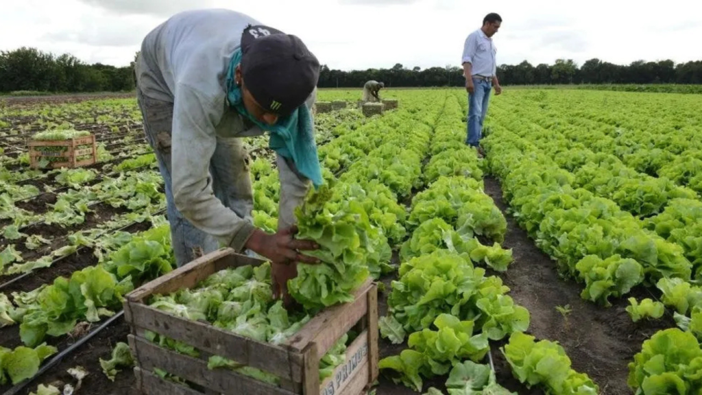 La provincia de Buenos Aires volverá a realizar un Censo Hortiflorícola después de 20 años