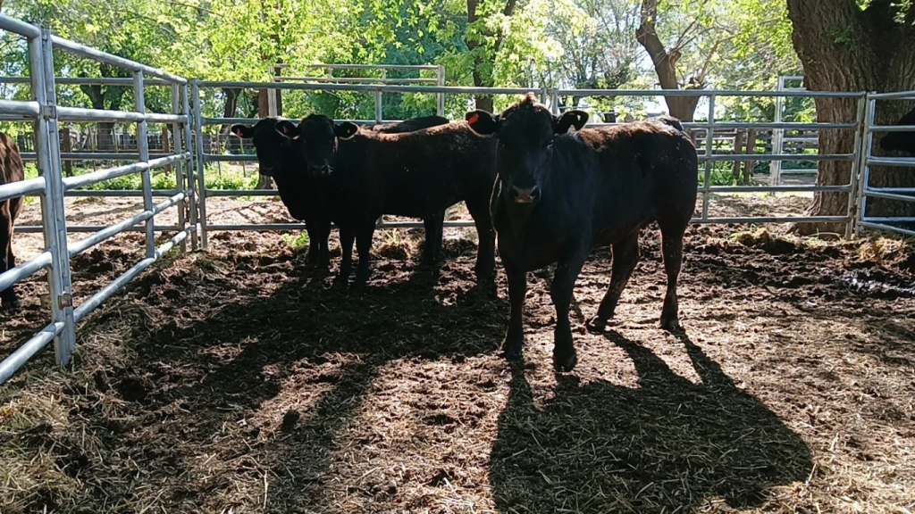 Auspicioso programa de actividades y propuestas de la129º Expo Rural de 9 de Julio
