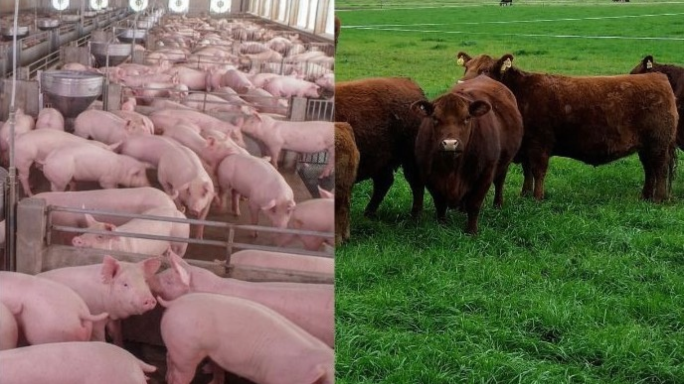 Se amplió la brecha de precios entre la carne de cerdo y la vacuna